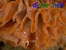 Phidolopora labiata (Lacy Bryozoan)