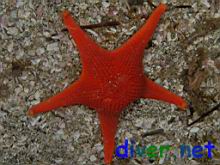 Mediaster aequalis (Vermilion Star, Red Sea Star)