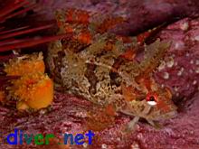 Balanophyllia elegans (Orange Cup Coral) & Gibbonsia montereyensis (Crevice Kelpfish)