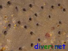 Barnacles feeding through openings in Spheciospongia confoederata (Gray Moon Sponge)