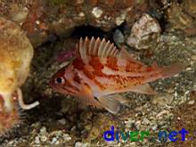A juvenile Sebastes carnatus (Gopher Rockfish)