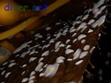 Membranipora sp. (Bryozoan) on Macrocystis pyrifera (Giant Kelp)
