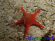 Mediaster aequalis (Vermilion Star, Red Sea Star) & Ophiopsila californica (Brittle Star)