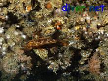 A Sebastes atrovirens (Kelp Rockfish) hiding on the roof of the cave