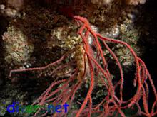 A Sebastes atrovirens (Kelp Rockfish) hiding in a Lophogorgia chilensis (Red Gorgonian) on the roof of the cave
