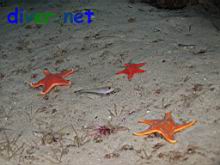 Rhinogobiops nicholsii (Blackeyed Goby) & Mediaster aequalis (Vermilion Star, Red Sea Star)