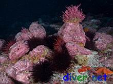 Strongylocentrotus franciscanus (Red Sea Urchins), Asterina miniata (Bat Star), & Calliarthron sp. (coral leaf algae)