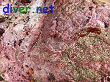 The paritialy dislsolved Crustose Coralline Algae below where the Asterina miniata (Bat Star) was feeding