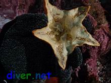 Asterina miniata (Bat Star)