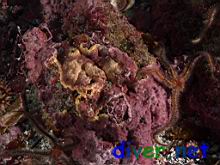 The paritialy dislsolved Crustose Coralline Algae below where the Asterina miniata (Bat Star) was feeding