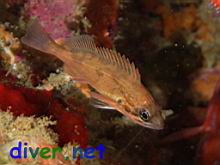 Sebastes hopkinsi (Squarespot Rockfish)