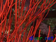 A Sebastes atrovirens (Kelp Rockfish) hiding in a Lophogorgia chilensis (Red Gorgonian)