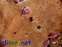 A Colonial Tunicate