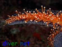 Pycnopodia helianthoides (Sunflower Sea Star)