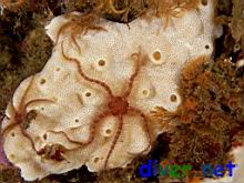 Ophiothrix spiculata (Spiny Brittle Star) on Didemnum carnulentum (Colonial Tunicate)