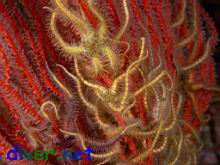 Ophiothrix spiculata (Spiny Brittle Star) on Lophogorgia chilensis (Red Gorgonian)