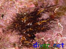 Cucumaria salma (Sea Cucumber)