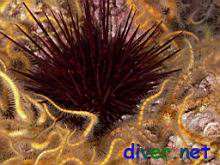 Strongylocentrotus franciscanus (Red Sea Urchin) surrounded by Ophiothrix spiculata (Spiny Brittle Star)