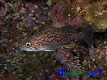Juvenile Sebastes mystinus (Blue Rockfish)