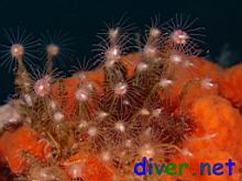 Ectopleura crocea (Pink-Mouthed Hydroid) sorrunded by Cyamon argon (Orange Sponge)