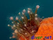 ctopleura crocea (Pink-Mouthed Hydroid) sorrunded by Cyamon argon (Orange Sponge)