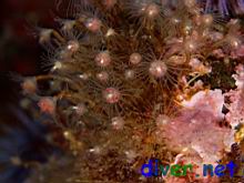 Ectopleura crocea (Pink-Mouthed Hydroid)