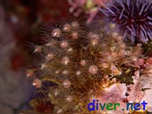 Ectopleura crocea (Pink-Mouthed Hydroid)