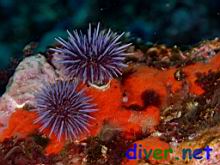Strongylocentrotus purpuratus (Purplr Sea Urchin) & Cyamon argon (Orange Sponge)
