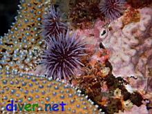 Strongylocentrotus purpuratus (Purplr Sea Urchins) next to a Pisaster giganteus (Giant Spinned Star)