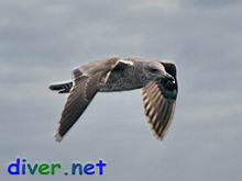subadult Larus argentatus (Herring Gull)