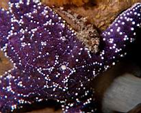 Artedius corallinus (Coralline Sculpin on a Pisaster ochraceus (Ochre Sea Star)