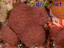 Compound Tunicate