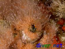 Megabalanus californicus (California Acorn Barnacle)  covered with Hydractinia milleri (Hedgehog Hydroid)