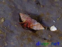 Pagurus sp. 1 (Blue Spotted Red Hermit Crab) on Spheciospongia confoederata (Gray Moon Sponge)
