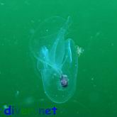 Corolla calceola (Sea Butterfly) with hitchhiker