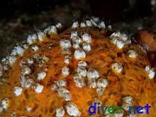 Balanus crenatus (barnacles) on Tethya aurantia (Orange Puffball Sponge)