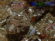 Artedius corallinus (Coralline Sculpin) & Ammothea hilgendorfi (Sea Spider)