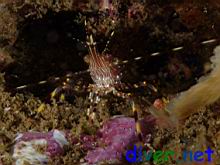 Pandalus danae (Dock Shrimp or Coon-Stripe Shrimp)