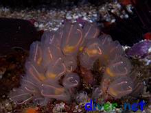 Clavelina huntsmani (Light Bulb Tunicate)