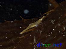 Hippolyte clarki (Kelp Humpback Shrimp) on Macrocystis pyrifera (Giant Kelp)