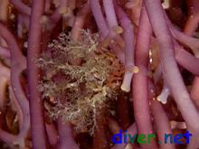 Eupentacta quinquesemita (White Sea Cucumber, Siff-footed Sea Cucumber) in the hold-fast of Macrocystis pyrifera (Giant Kelp)