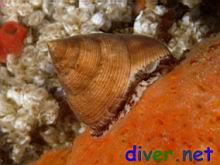 Calliostoma sp. (Top Snail)