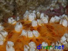 Balanus crenatus (barnacles) on Tethya aurantia (Orange Puffball Sponge)
