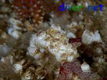 Balanus crenatus (barnacles)
