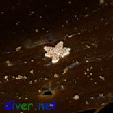 A juvenile Pycnopodia helianthoides (Sunflower Sea Star) on Macrocystis pyrifera (Giant Kelp)