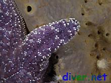 Pisaster ochraceus (Ochre Sea Star) on Spheciospongia confoederata (Gray Moon Sponge)
