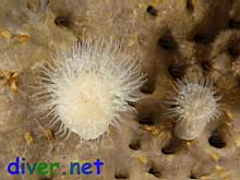 Metridium senile (Anenome) on Spheciospongia confoederata (Gray Moon Sponge)