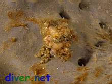 A juvenile Loxorhynchus crispatus (Moss Crab) on Spheciospongia confoederata (Gray Moon Sponge)