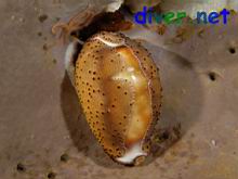 Cypraea spadicea (Chestnut Cowrie) on Spheciospongia confoederata (Gray Moon Sponge)