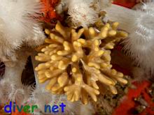 Heteropora pacifica (Northern Staghorn Bryozoan)